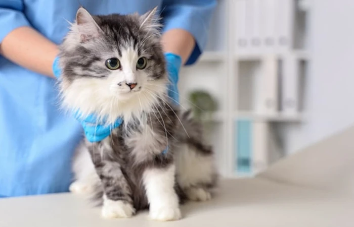 GS-441524 Tablets | Shaanxi Bloom Tech GS-441524 Tablets | Shaanxi Bloom Tech