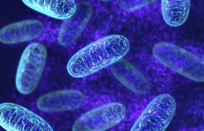 Bioglutide NA-931 Optimization Of Mitochondrial Function | Shaanxi BLOOM Tech Co., Ltd Bioglutide NA-931 Optimization Of Mitochondrial Function | Shaanxi BLOOM Tech Co., Ltd