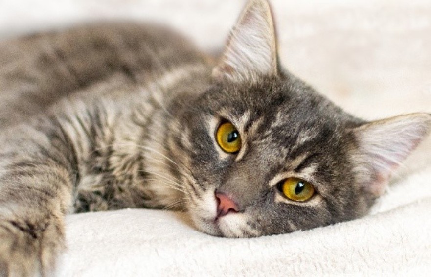 Fluralaner Post-Application Care | Shaanxi BLOOM Tech Co., Ltd Fluralaner Post-Application Care | Shaanxi BLOOM Tech Co., Ltd