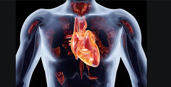 Ropivacaine Hydrochloride uses CAS 132112-35-7 | Shaanxi BLOOM Tech Co., Ltd Ropivacaine Hydrochloride uses CAS 132112-35-7 | Shaanxi BLOOM Tech Co., Ltd