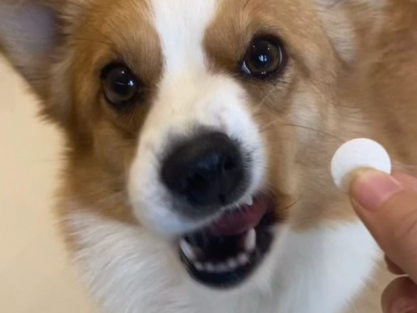 Fluralaner Cost | Shaanxi BLOOM Tech Co., Ltd Fluralaner Cost | Shaanxi BLOOM Tech Co., Ltd