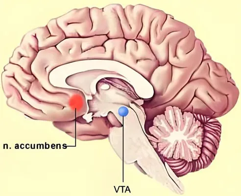 Flibanserin Tablet 100mg use | Shaanxi BLOOM Tech Co., Ltd Flibanserin Tablet 100mg use | Shaanxi BLOOM Tech Co., Ltd